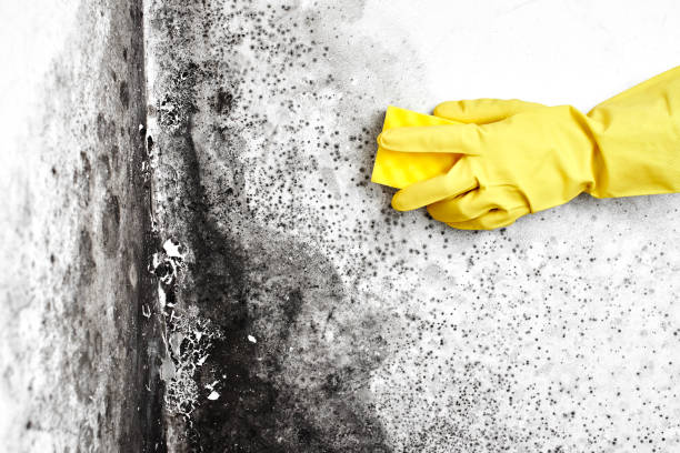 Best Commercial Mold Remediation in Amboy, WA