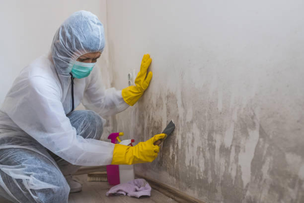 Professional Mold Remediation in Amboy, WA