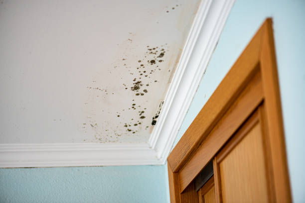 Best Emergency Mold Remediation in Amboy, WA